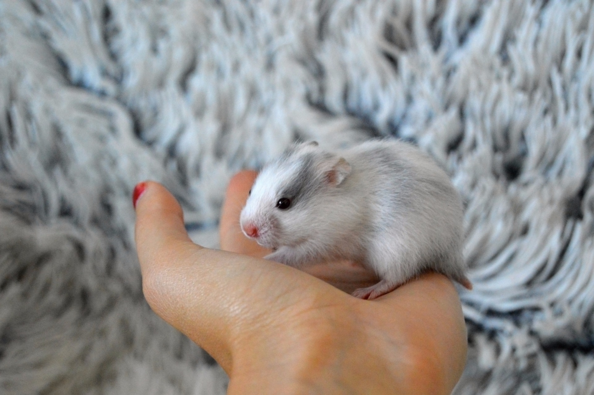 REZERVACE  Chs in blue hamster (SK)